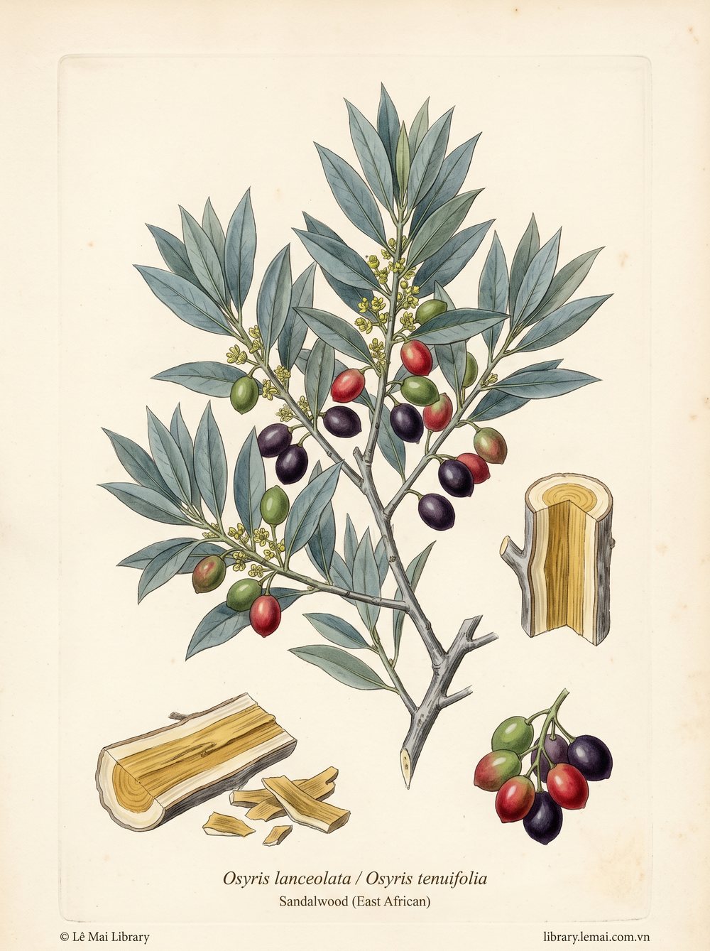 Tranh minh hoạ cây Đàn hương Đông Phi (Osyris lanceolata / Osyris tenuifolia), gỗ dùng chiết xuất tinh dầu Sandalwood (East African)