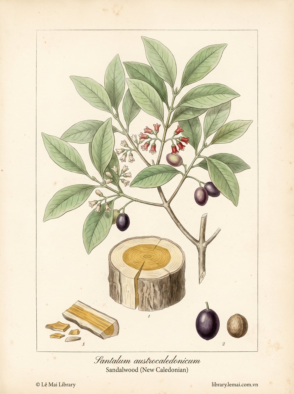 Tranh minh hoạ cây Đàn hương New Caledonia (Santalum austrocaledonicum), gỗ dùng chiết xuất tinh dầu Sandalwood (New Caledonian)