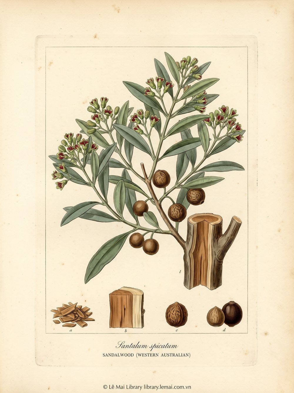 Tranh minh hoạ cây Đàn hương Tây Úc (Santalum spicatum), gỗ dùng chiết xuất tinh dầu Sandalwood (Western Australian)