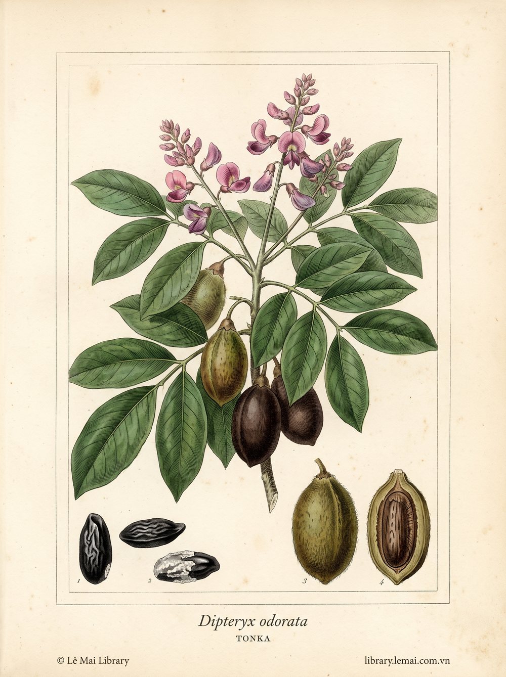 Tranh minh hoạ cây Đậu Tonka (Dipteryx odorata), hạt dùng chiết xuất tinh dầu Tonka