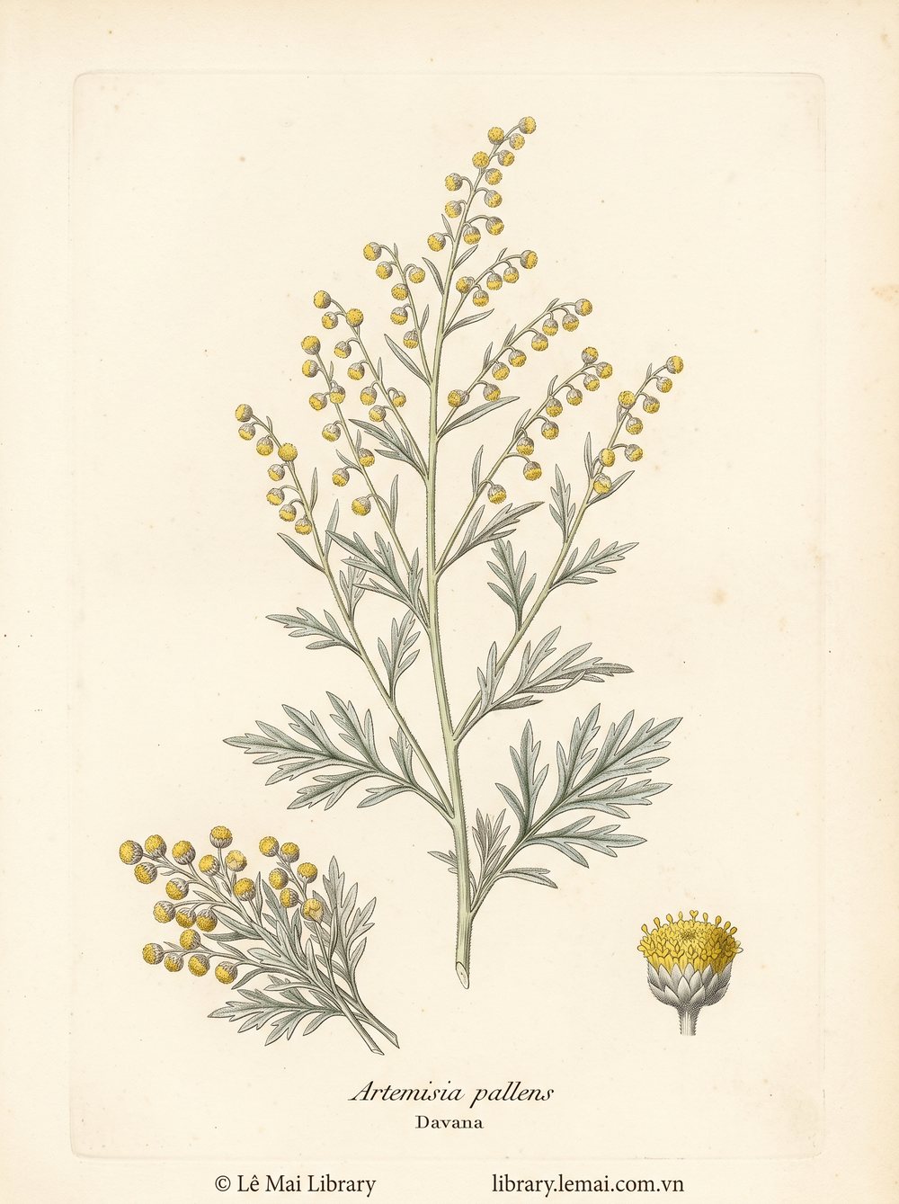 Botanical illustration of Artemisia pallens; aerial parts used to extract Davana essential oil
