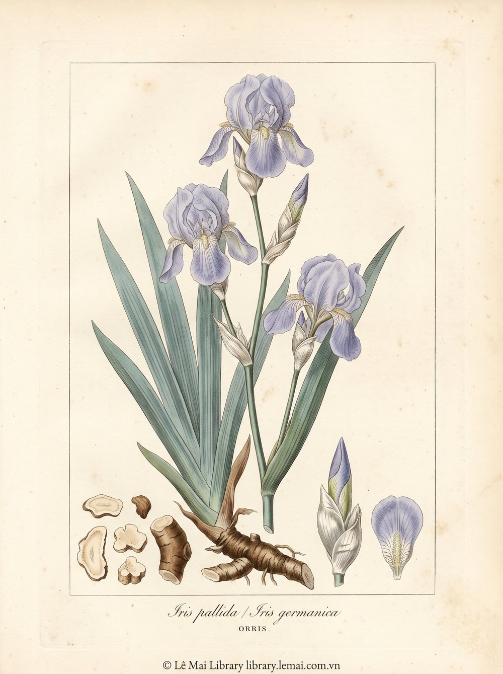 Tranh minh hoạ cây Diên vĩ (Iris pallida / Iris germanica), rễ ngầm (sau khi ủ 3-5 năm) dùng chiết xuất tinh dầu Orris
