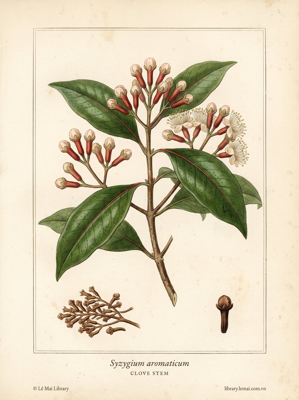 Botanical illustration of Syzygium aromaticum; stems used to extract Clove stem essential oil