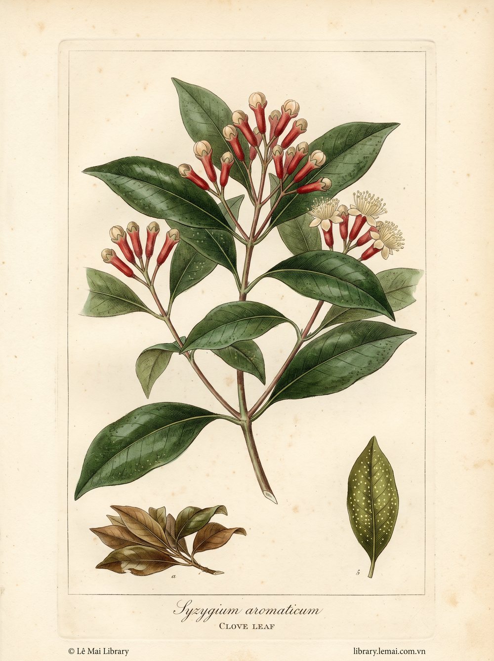 Botanical illustration of Syzygium aromaticum; leaves used to extract Clove leaf essential oil
