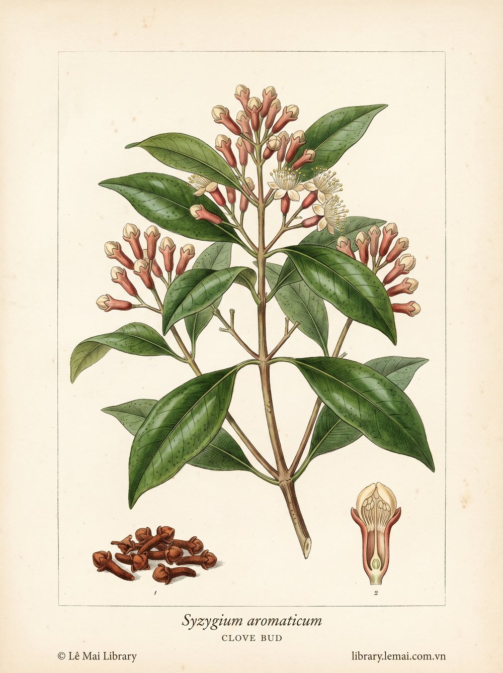Botanical illustration of Syzygium aromaticum; dried flower buds used to extract Clove bud essential oil