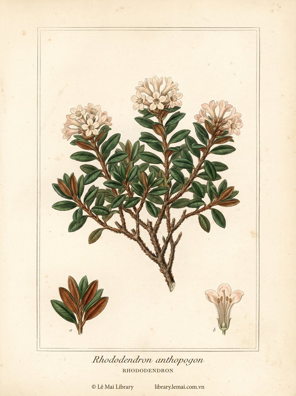 Tranh minh hoạ cây Đỗ quyên (Rhododendron anthopogon), lá và hoa dùng chiết xuất tinh dầu Rhododendron