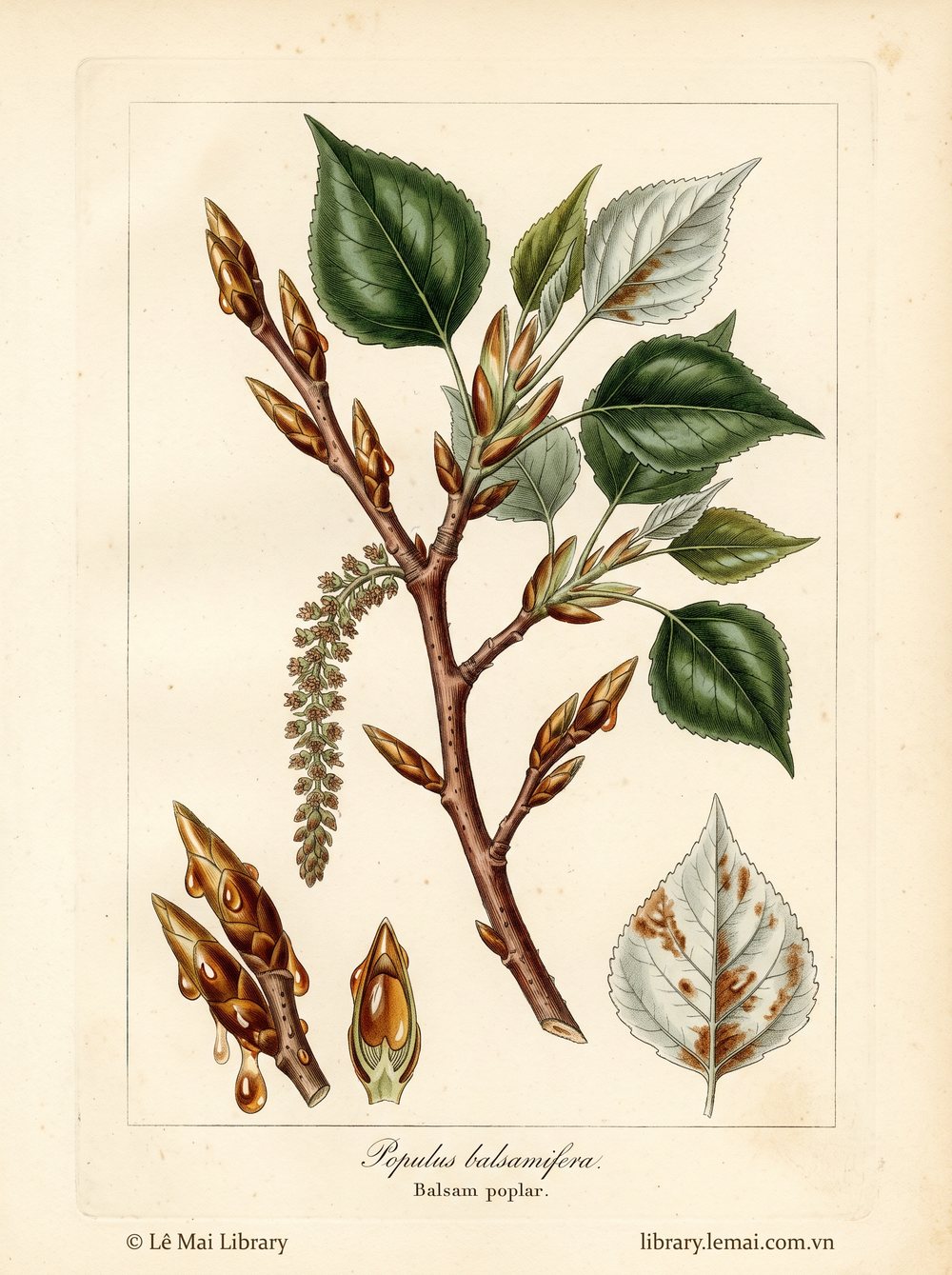Botanical illustration of Populus balsamifera, whose buds yield Balsam poplar essential oil