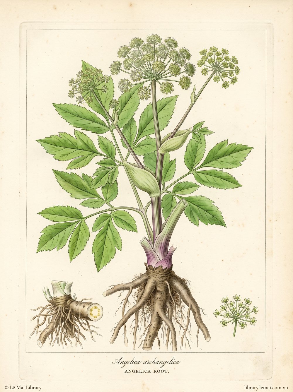 Botanical illustration of Angelica archangelica, whose roots yield Angelica root essential oil