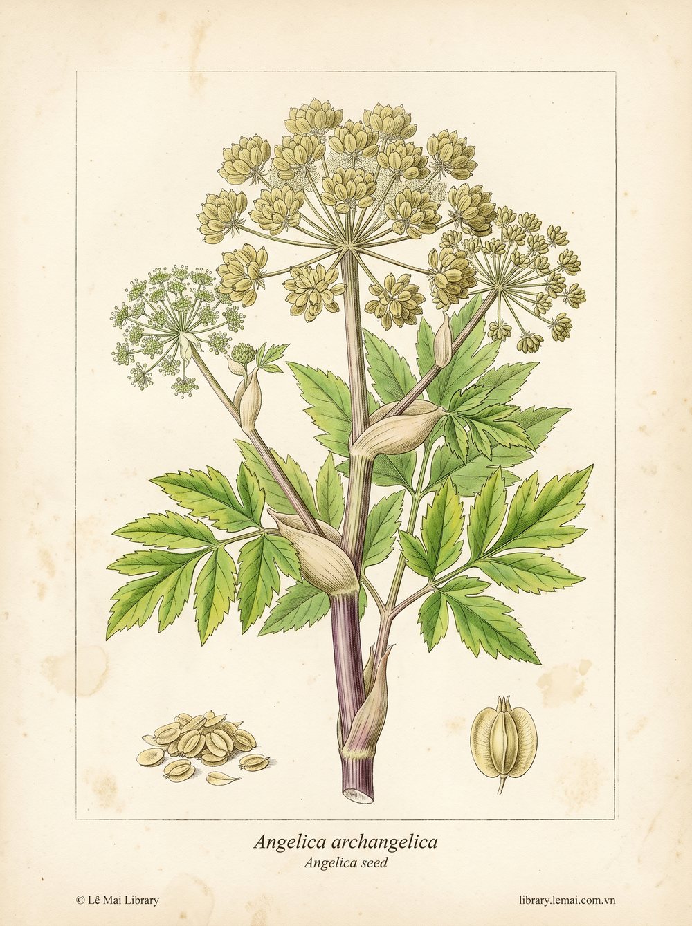 Botanical illustration of Angelica archangelica, whose seeds yield Angelica seed essential oil