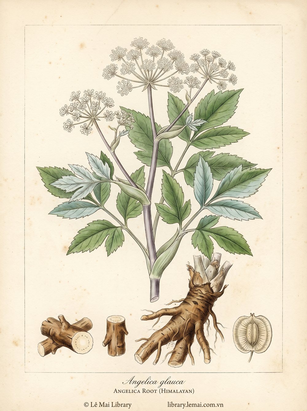 Botanical illustration of Angelica glauca, whose roots yield Angelica root (Himalayan) essential oil