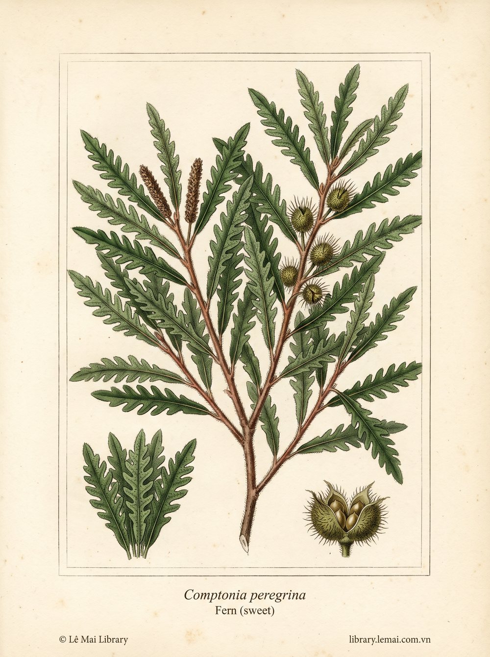 Tranh minh hoạ cây Dương xỉ ngọt (Comptonia peregrina), lá dùng chiết xuất tinh dầu Fern (sweet)