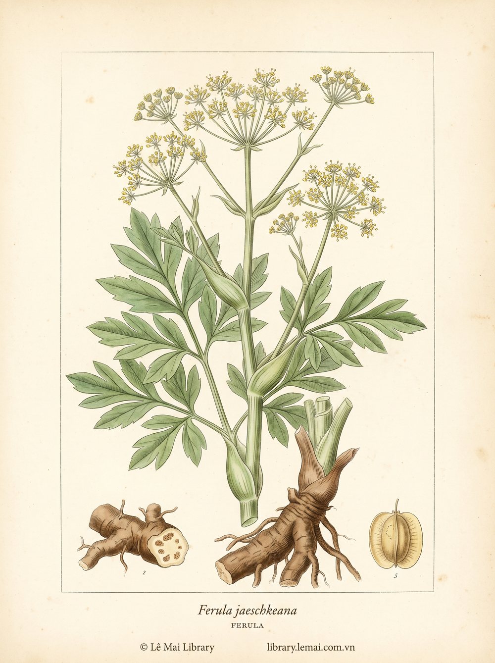Tranh minh hoạ cây Ferula (Ferula jaeschkeana), thân rễ dùng chiết xuất tinh dầu Ferula