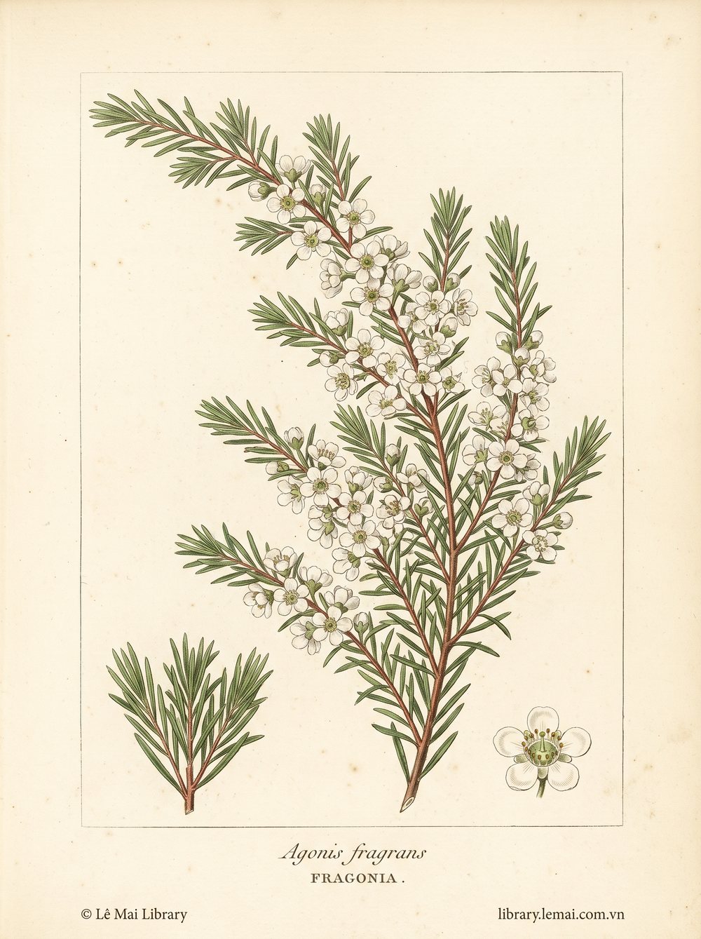 Tranh minh hoạ cây Fragonia (Agonis fragrans), lá dùng chiết xuất tinh dầu Fragonia