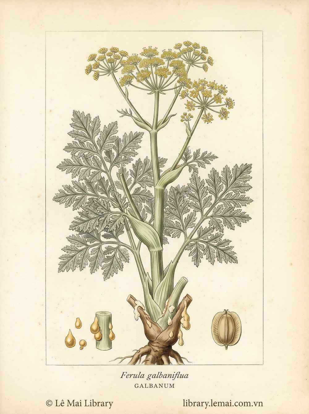 Tranh minh hoạ cây Galbanum (Ferula galbaniflua), nhựa dùng chiết xuất tinh dầu Galbanum