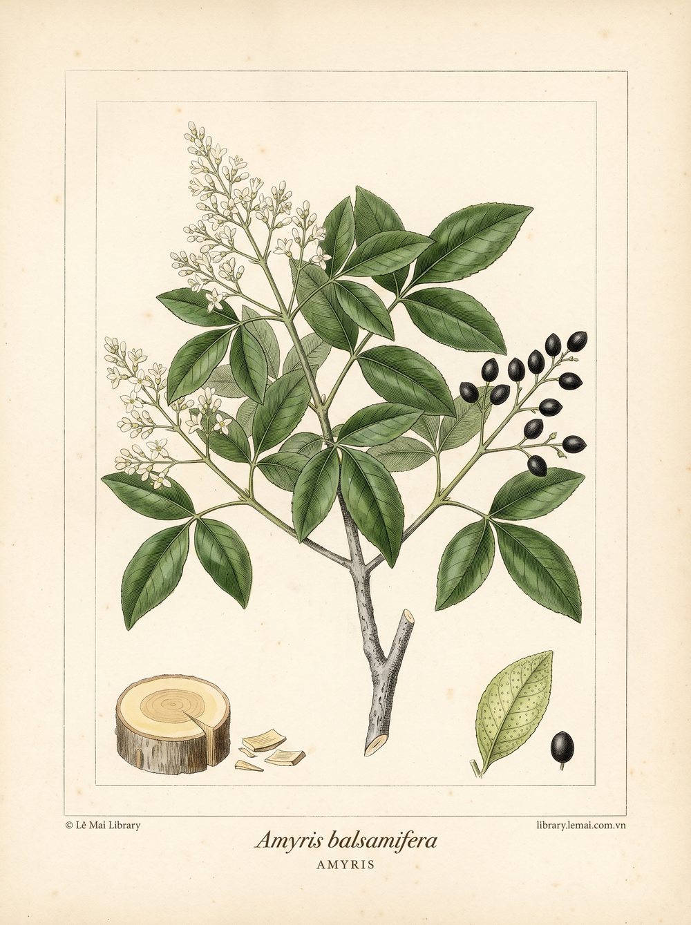Botanical illustration of Amyris balsamifera, whose wood yields Amyris essential oil