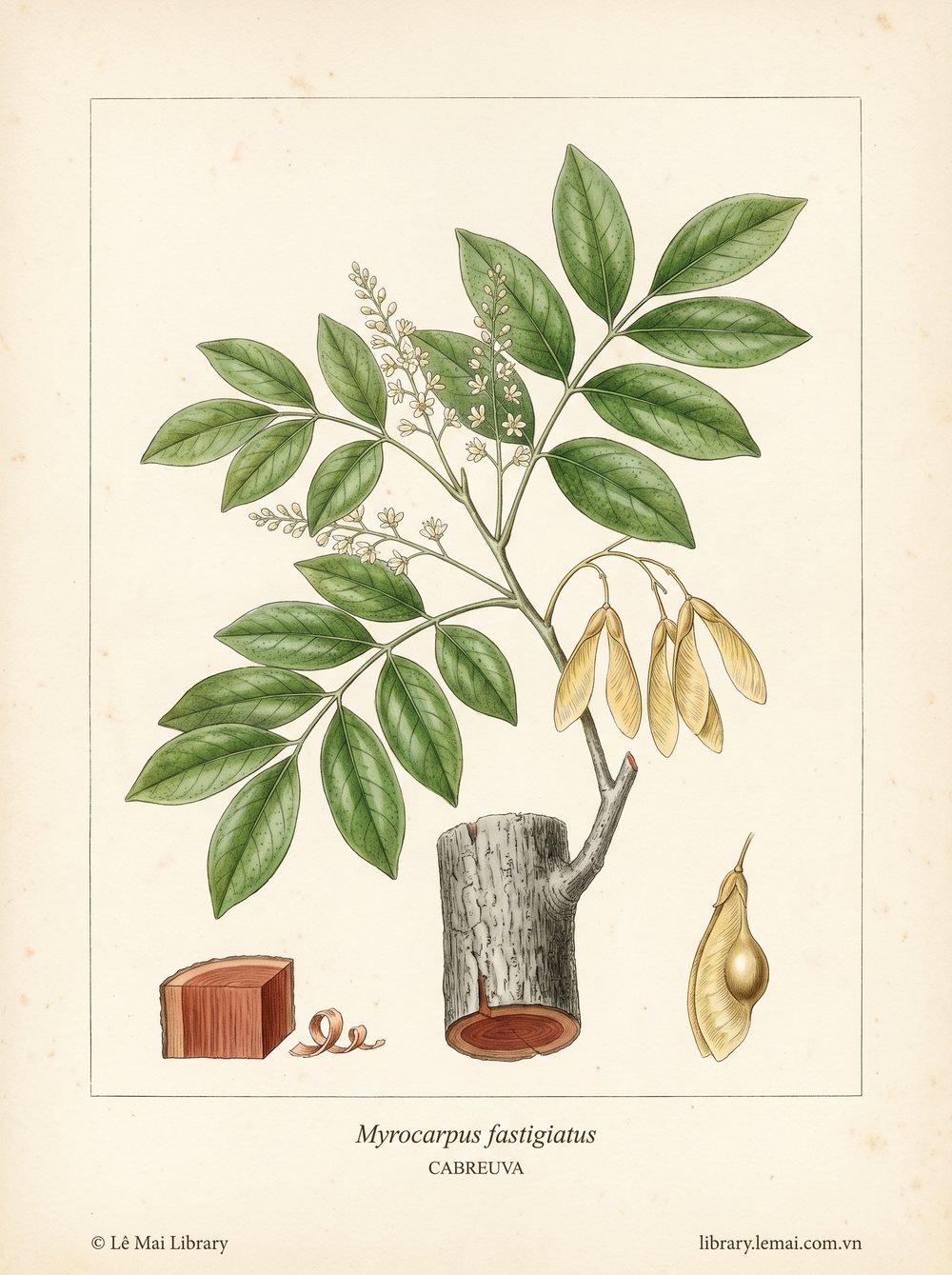 Botanical illustration of Myrocarpus fastigiatus; wood used to extract Cabreuva essential oil