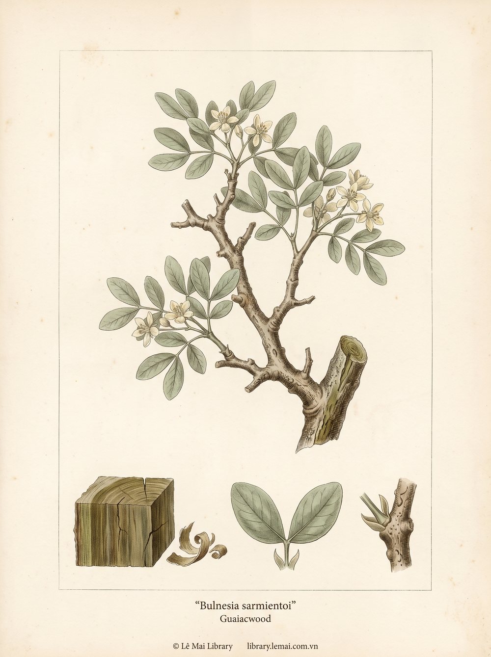 Tranh minh hoạ cây Gỗ Guaiac (Bulnesia sarmientoi), gỗ dùng chiết xuất tinh dầu Guaiacwood