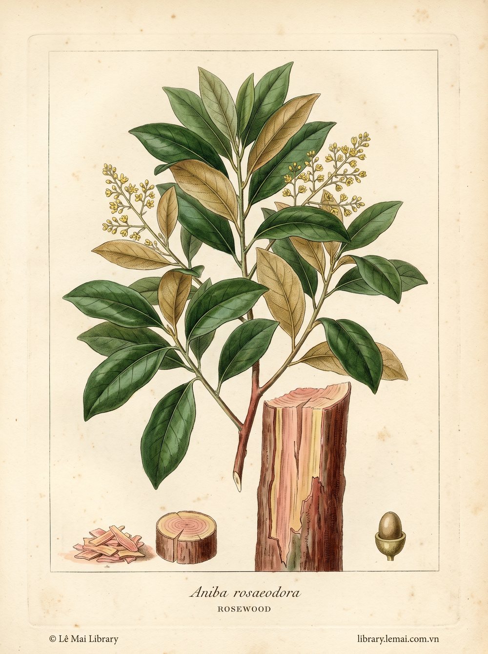 Tranh minh hoạ cây Gỗ hồng (Aniba rosaeodora), gỗ dùng chiết xuất tinh dầu Rosewood