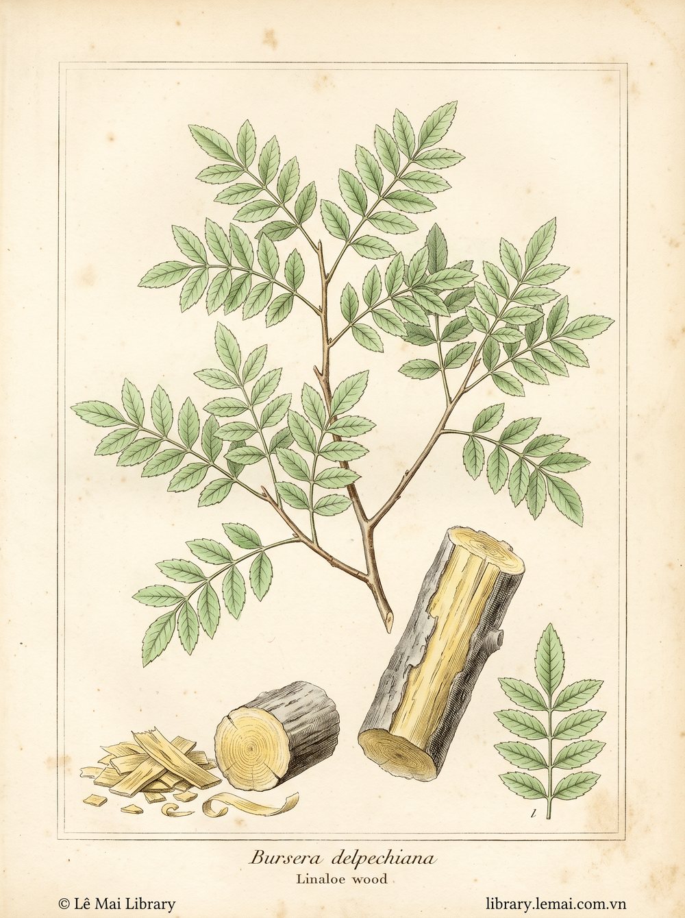 Tranh minh hoạ cây Gỗ Linaloe (Bursera delpechiana), gỗ dùng chiết xuất tinh dầu Linaloe wood