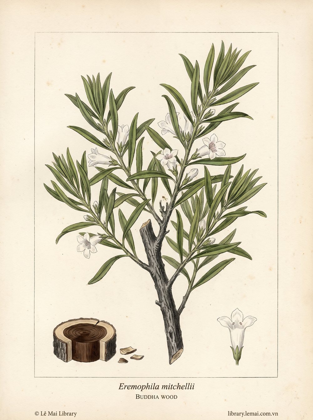 Botanical illustration of Eremophila mitchellii; heartwood used to extract Buddha wood essential oil