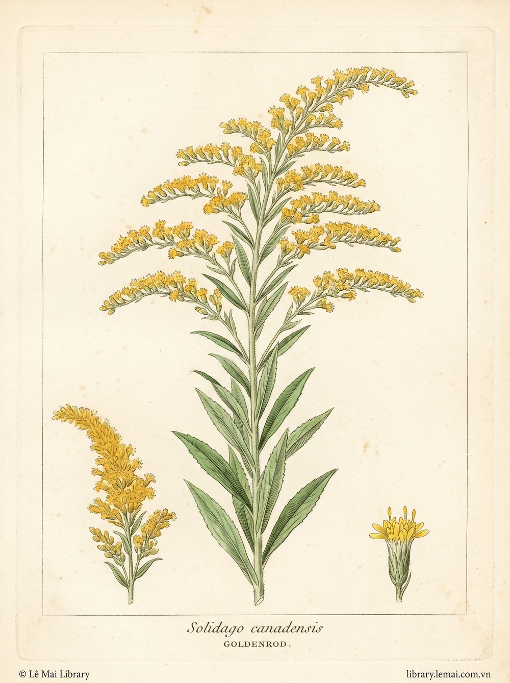 Tranh minh hoạ cây Goldenrod (Solidago canadensis), toàn cây có hoa dùng chiết xuất tinh dầu Goldenrod