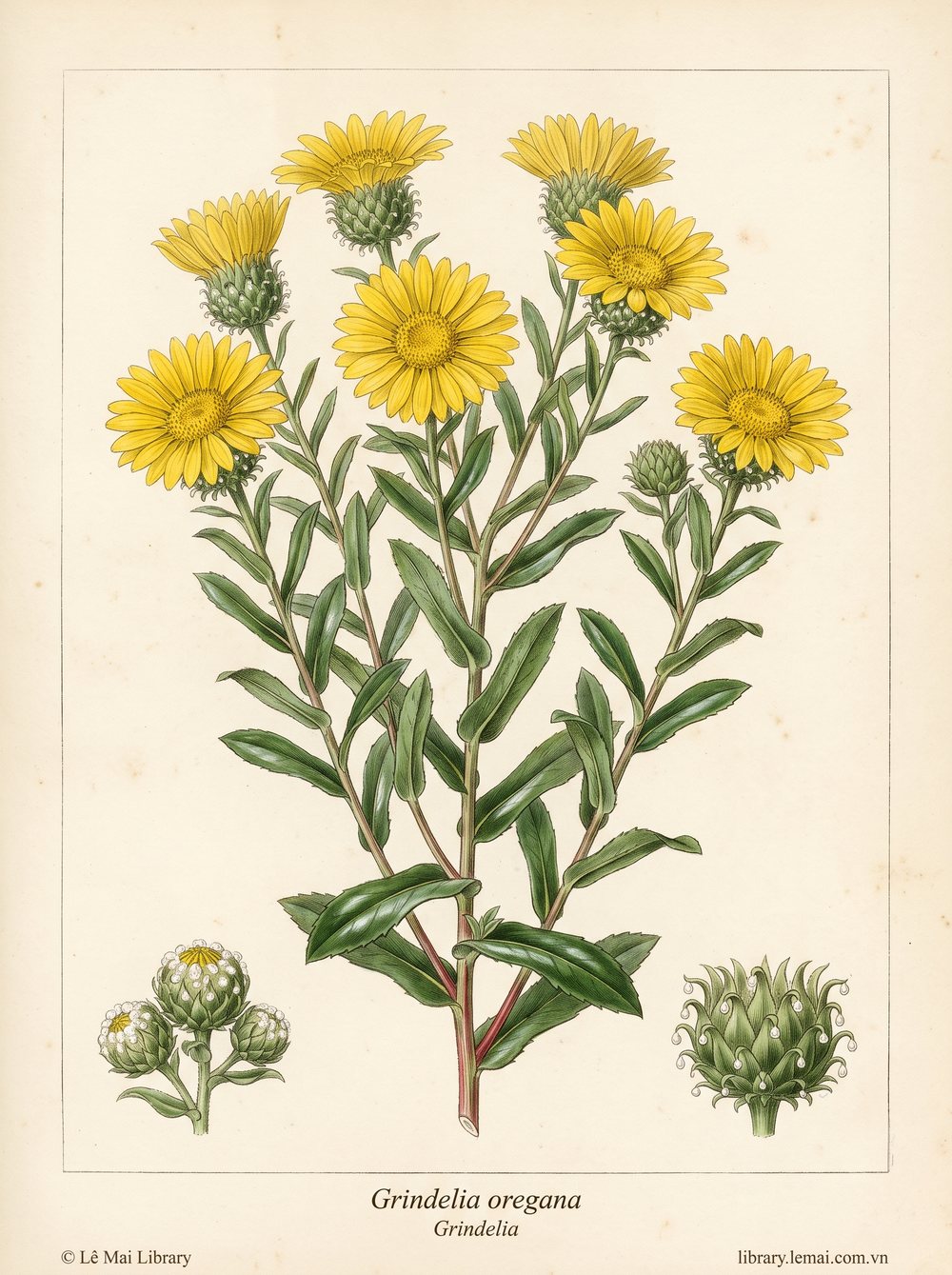Tranh minh hoạ cây Grindelia (Grindelia oregana), bộ phận trên mặt đất dùng chiết xuất tinh dầu Grindelia