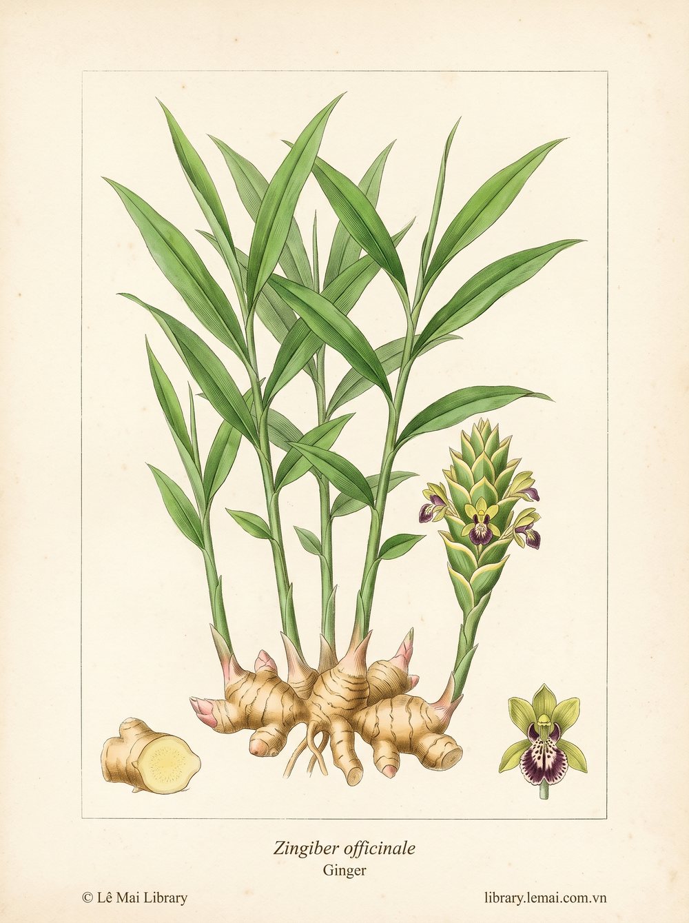 Tranh minh hoạ cây Gừng (Zingiber officinale), thân rễ sấy khô dùng chiết xuất tinh dầu Ginger