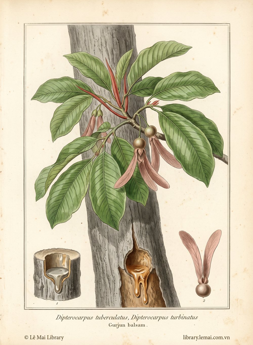 Tranh minh hoạ cây Gurjun (Dipterocarpus tuberculatus, Dipterocarpus turbinatus), nhựa balsam dùng chiết xuất tinh dầu Gurjun balsam