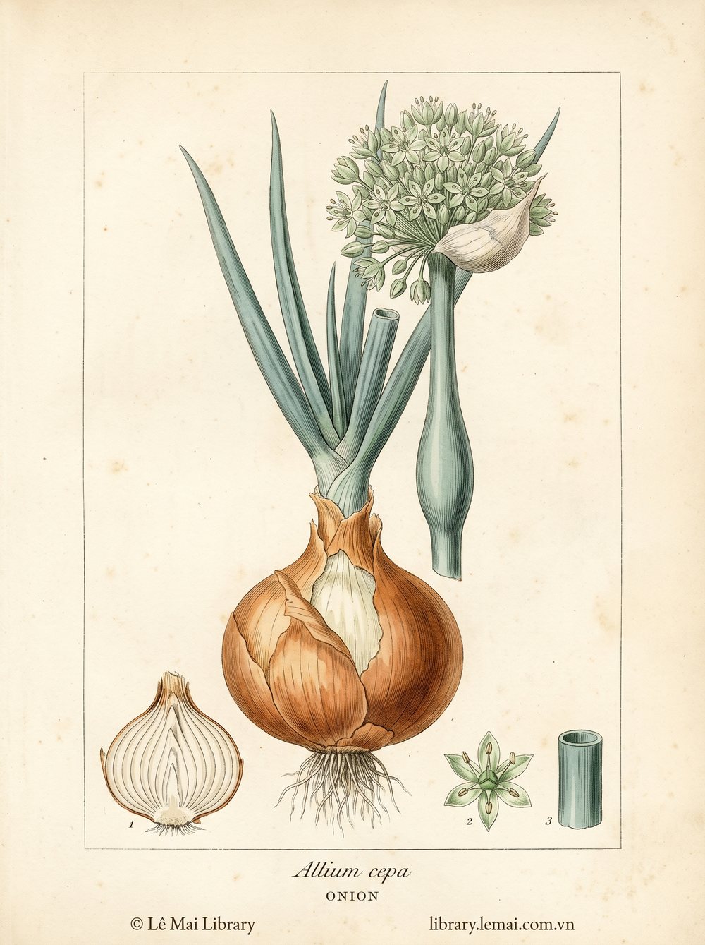 Tranh minh hoạ cây Hành (Allium cepa), củ dùng chiết xuất tinh dầu Onion