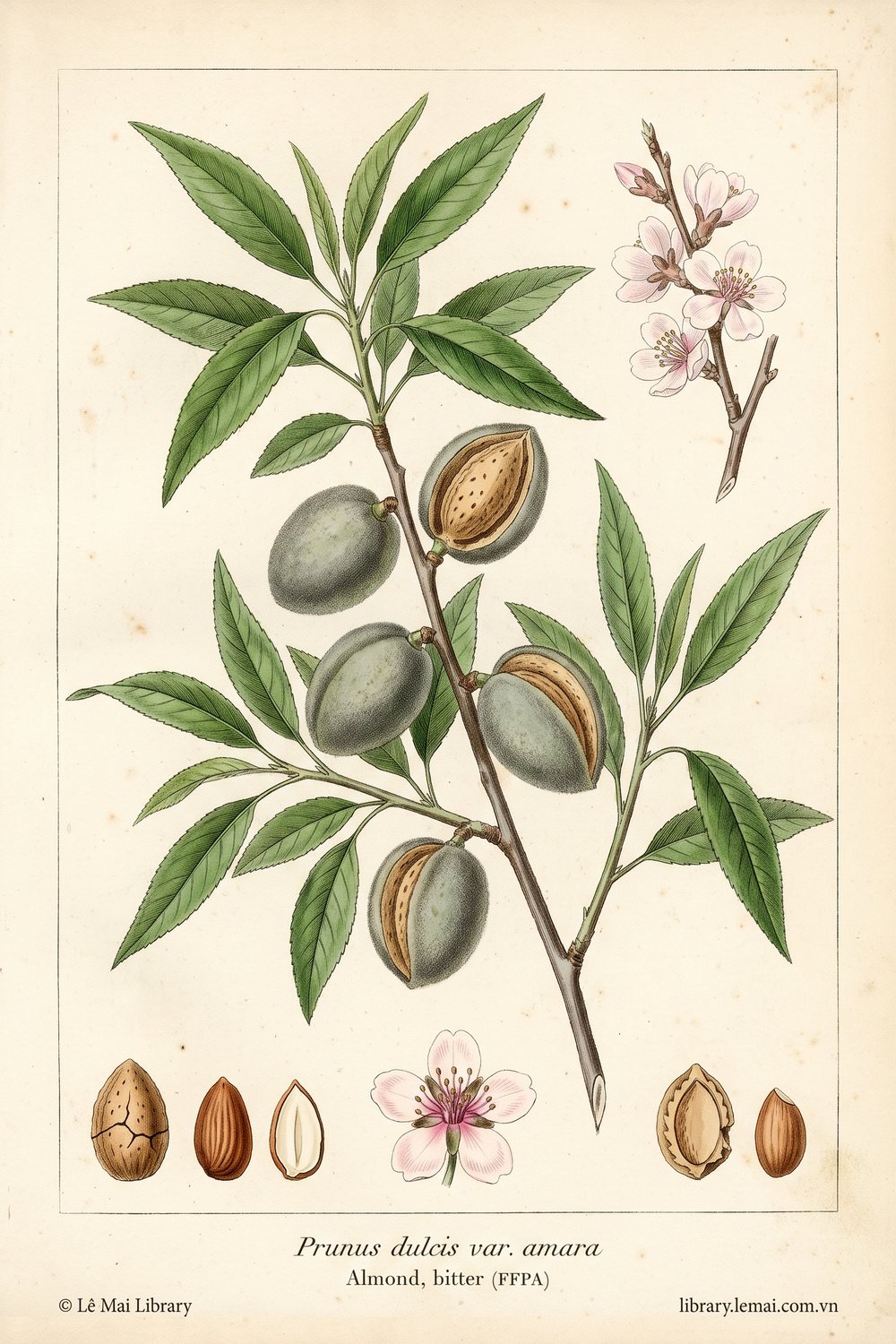 Botanical illustration of Prunus dulcis var. amara, whose kernels yield Almond, bitter (FFPA) essential oil