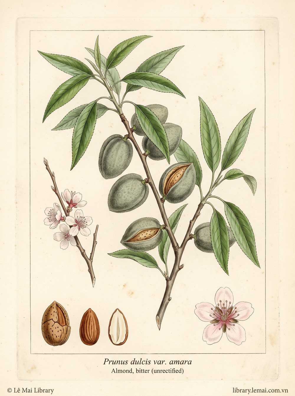 Botanical illustration of Prunus dulcis var. amara, whose kernels yield Almond, bitter (unrectified) essential oil
