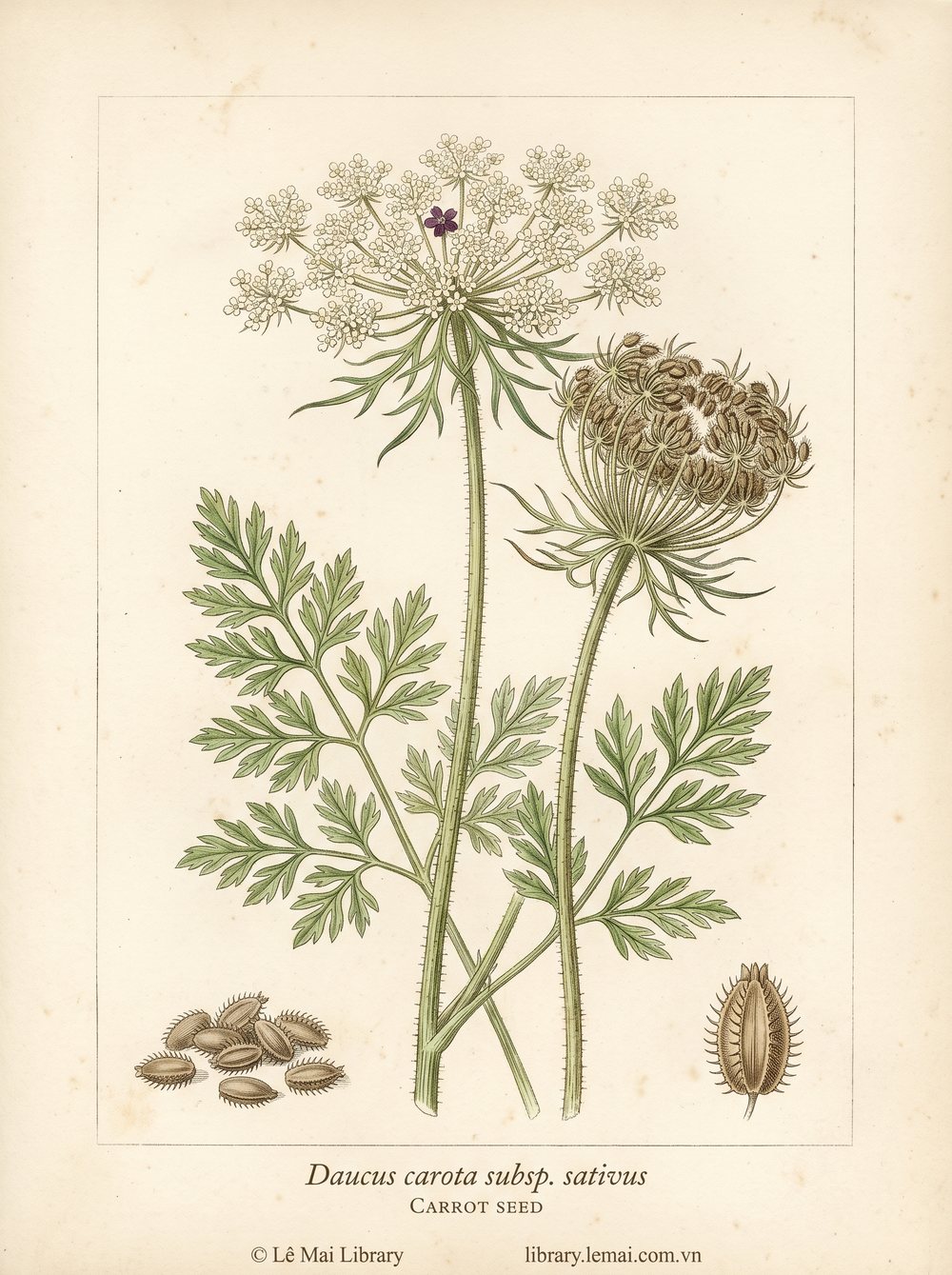 Botanical illustration of Daucus carota subsp. sativus; seeds used to extract Carrot seed essential oil