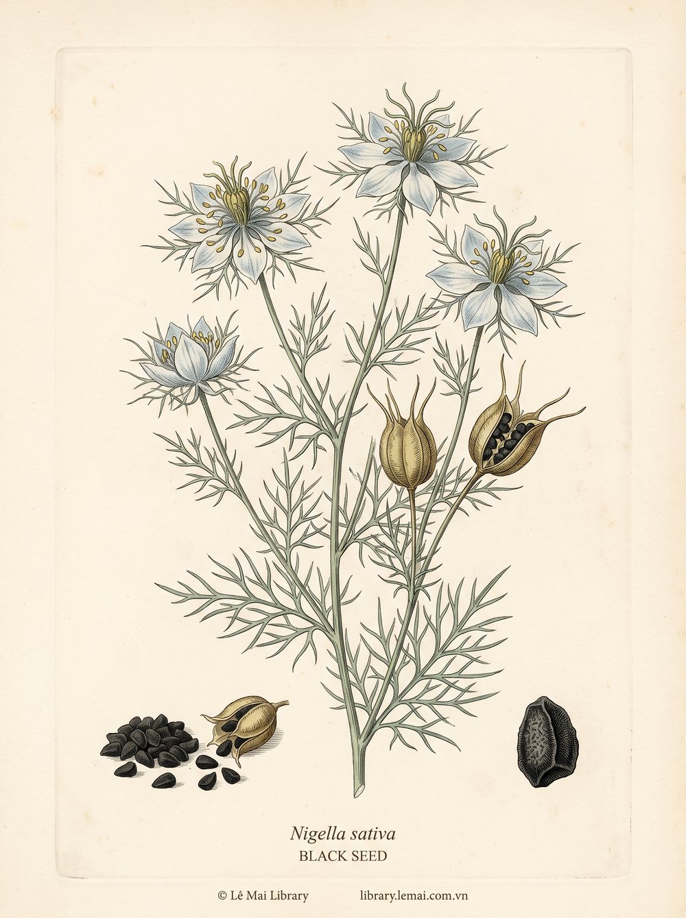 Botanical illustration of Nigella sativa; seeds used to extract Black seed essential oil