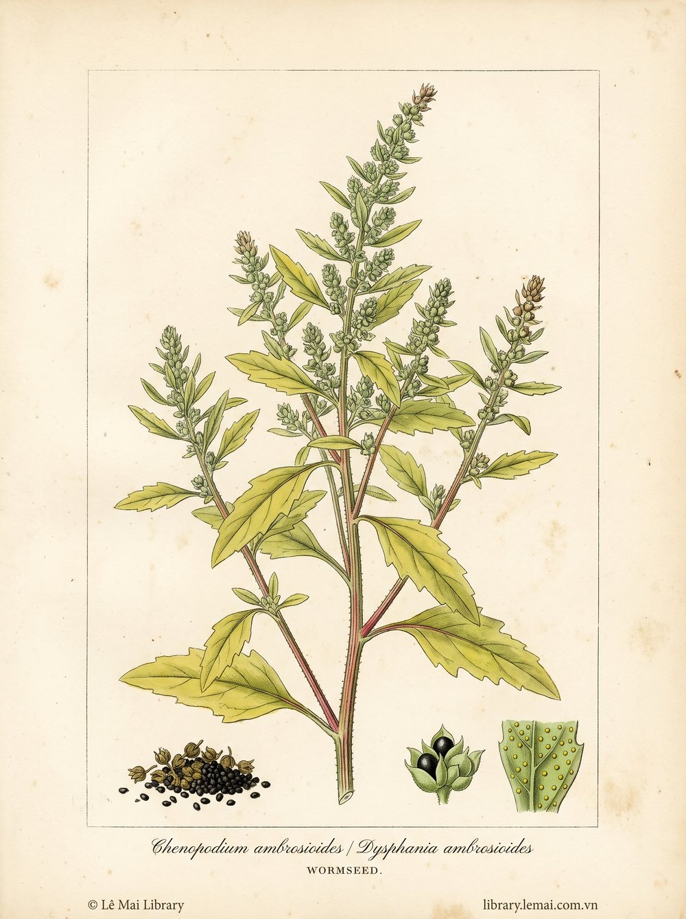 Tranh minh hoạ cây Hạt giun (Chenopodium ambrosioides / Dysphania ambrosioides), phần trên mặt đất dùng chiết xuất tinh dầu Wormseed