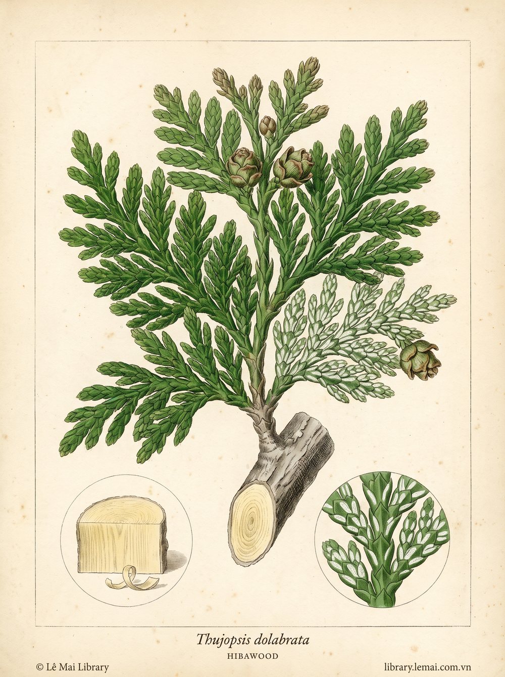 Tranh minh hoạ cây Hiba (Thujopsis dolabrata), gỗ dùng chiết xuất tinh dầu Hibawood