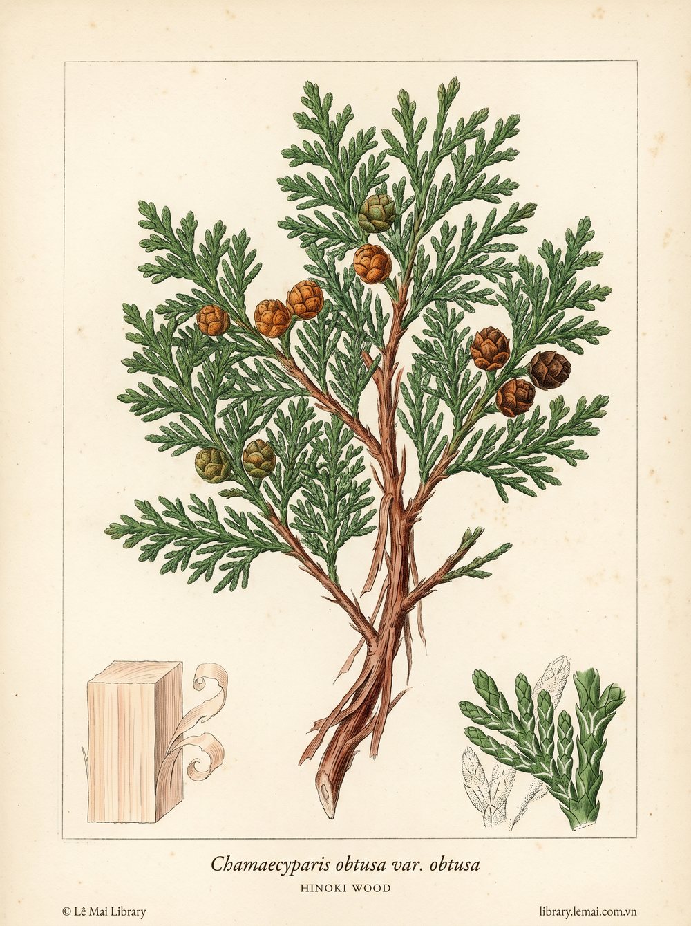 Tranh minh hoạ cây Hinoki (Chamaecyparis obtusa var. obtusa), gỗ dùng chiết xuất tinh dầu Hinoki wood