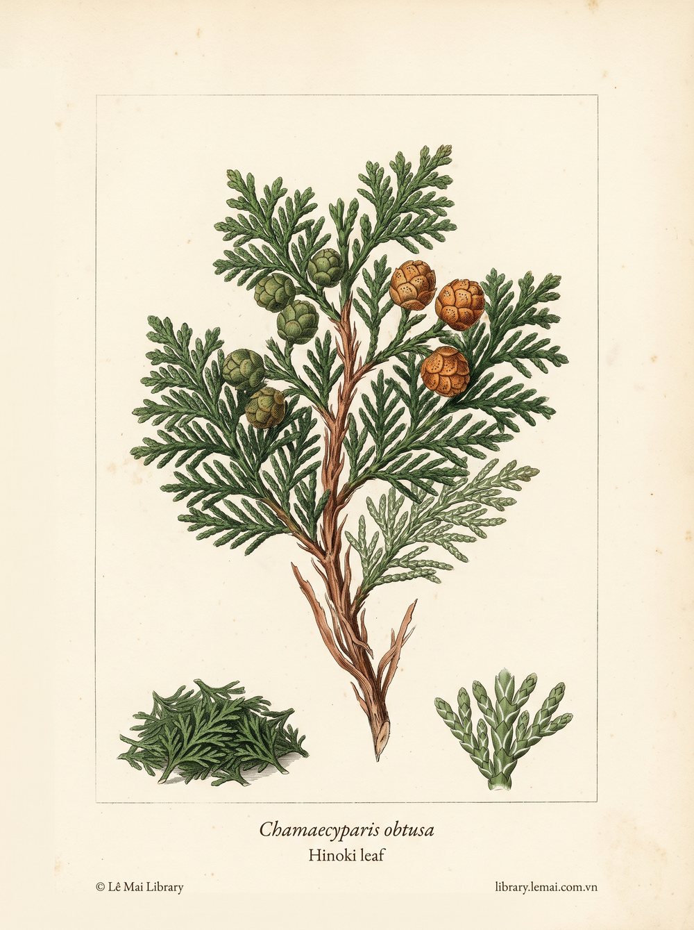 Tranh minh hoạ cây Hinoki (Chamaecyparis obtusa), lá dùng chiết xuất tinh dầu Hinoki leaf