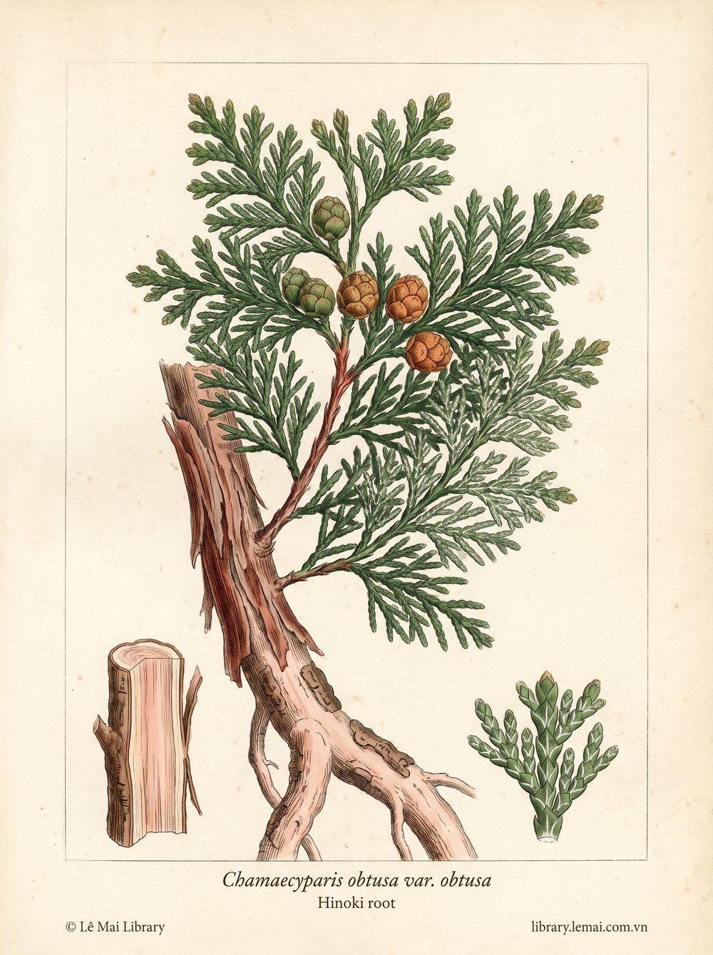 Tranh minh hoạ cây Hinoki (Chamaecyparis obtusa var. obtusa), rễ dùng chiết xuất tinh dầu Hinoki root