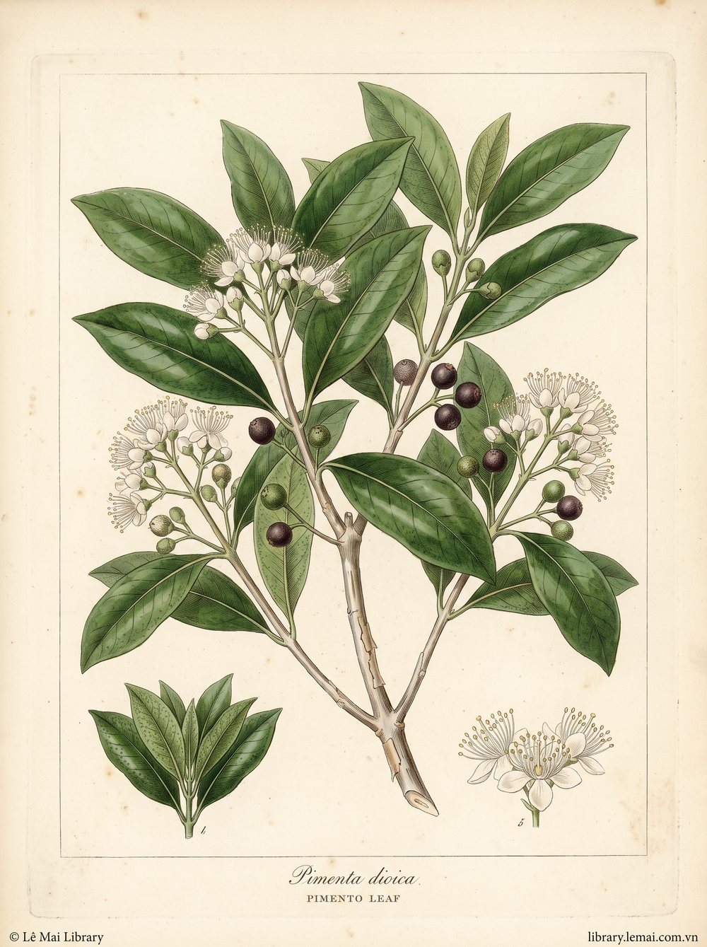 Tranh minh hoạ cây Hồ tiêu Jamaica (Pimenta dioica), lá dùng chiết xuất tinh dầu Pimento leaf
