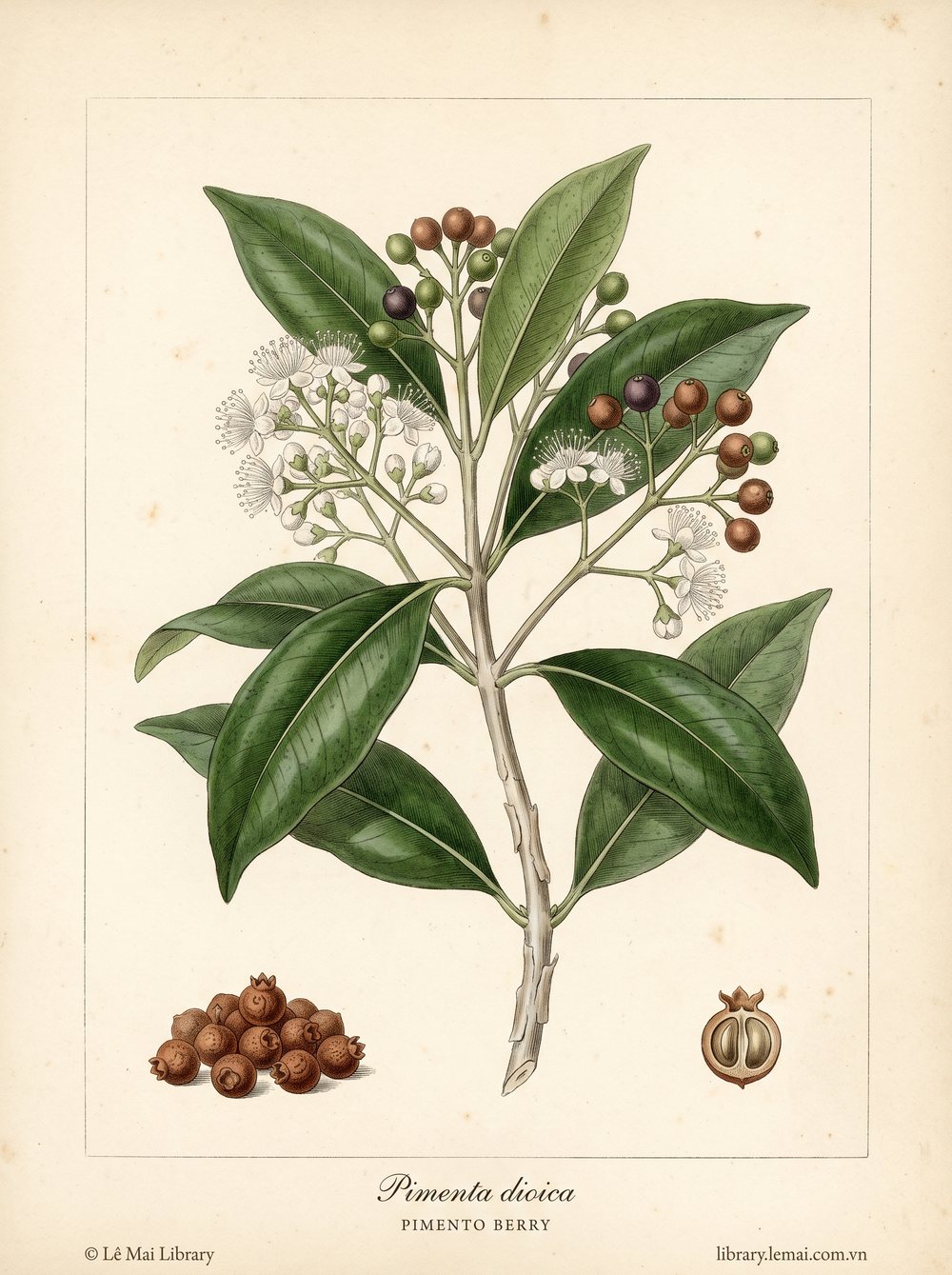 Tranh minh hoạ cây Hồ tiêu Jamaica (Pimenta dioica), quả khô dùng chiết xuất tinh dầu Pimento berry