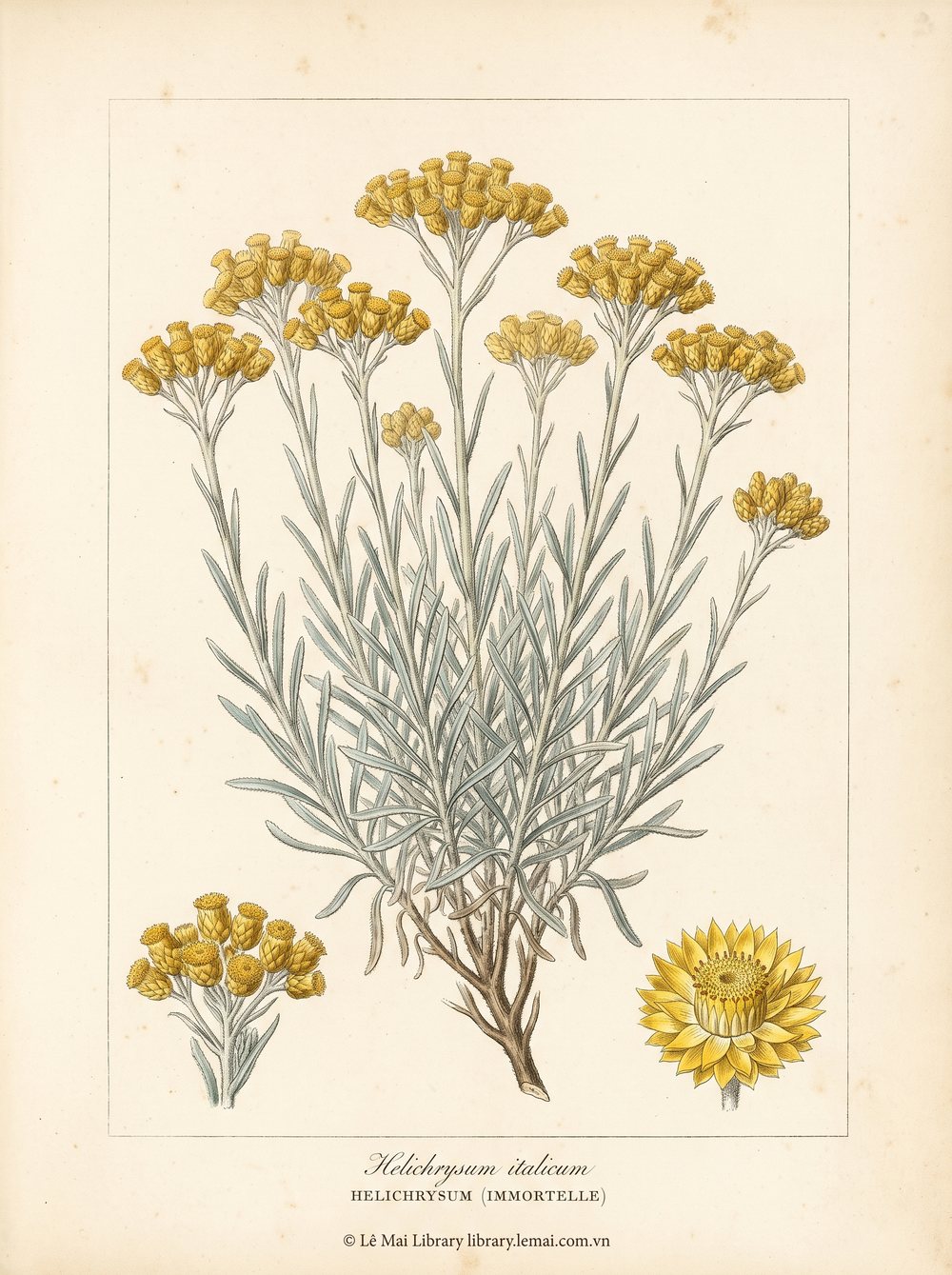 Tranh minh hoạ cây Hoa bất tử (Helichrysum italicum), cây có hoa dùng chiết xuất tinh dầu Helichrysum (immortelle)