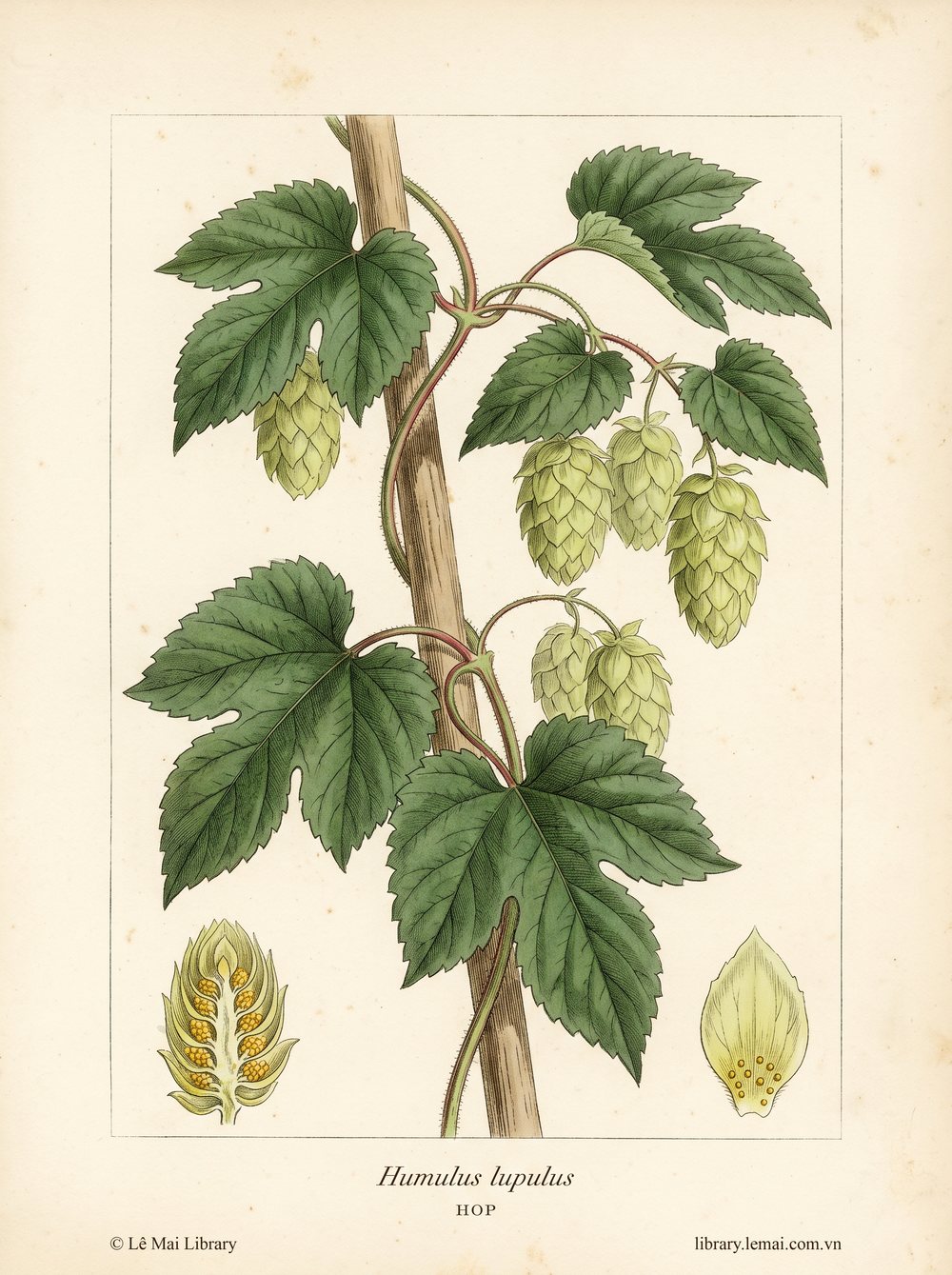Tranh minh hoạ cây Hoa bia (Humulus lupulus), hoa (nón) dùng chiết xuất tinh dầu Hop