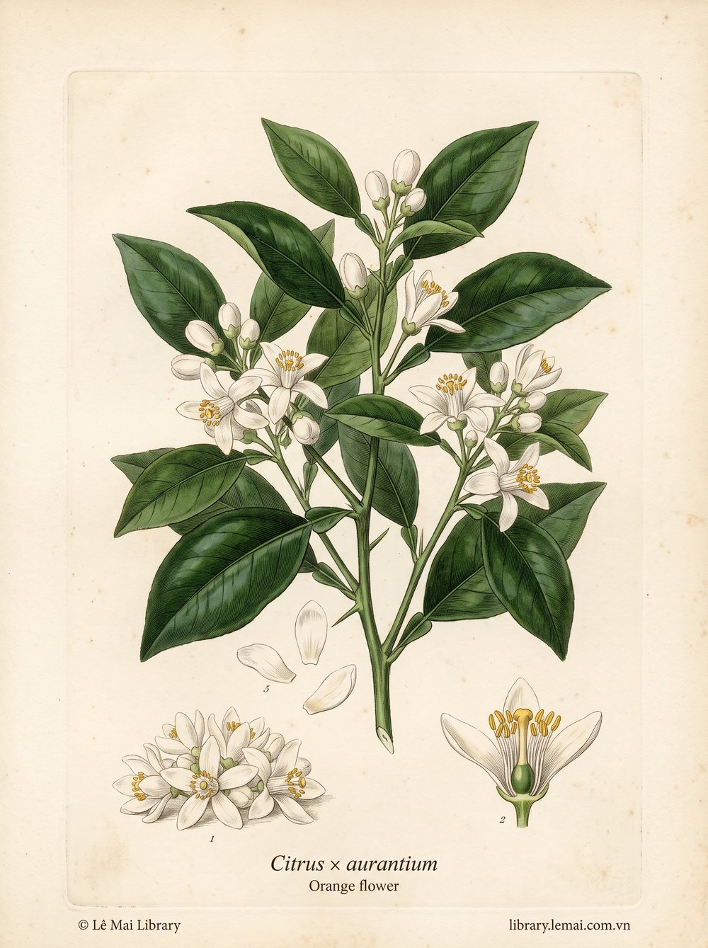 Tranh minh hoạ cây Hoa cam (Citrus x aurantium), hoa dùng chiết xuất tinh dầu Orange flower