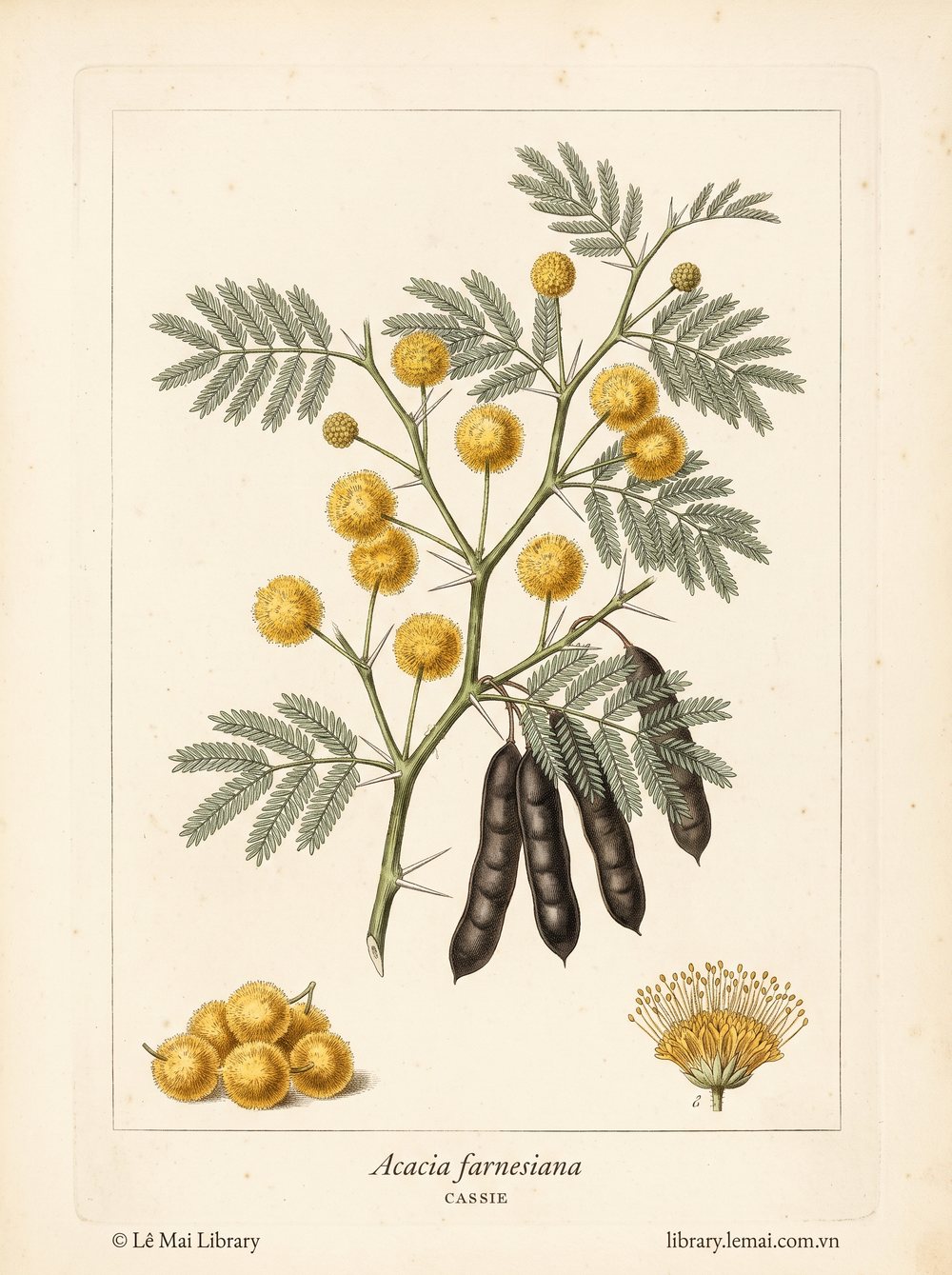 Botanical illustration of Acacia farnesiana; flowers used to extract Cassie essential oil