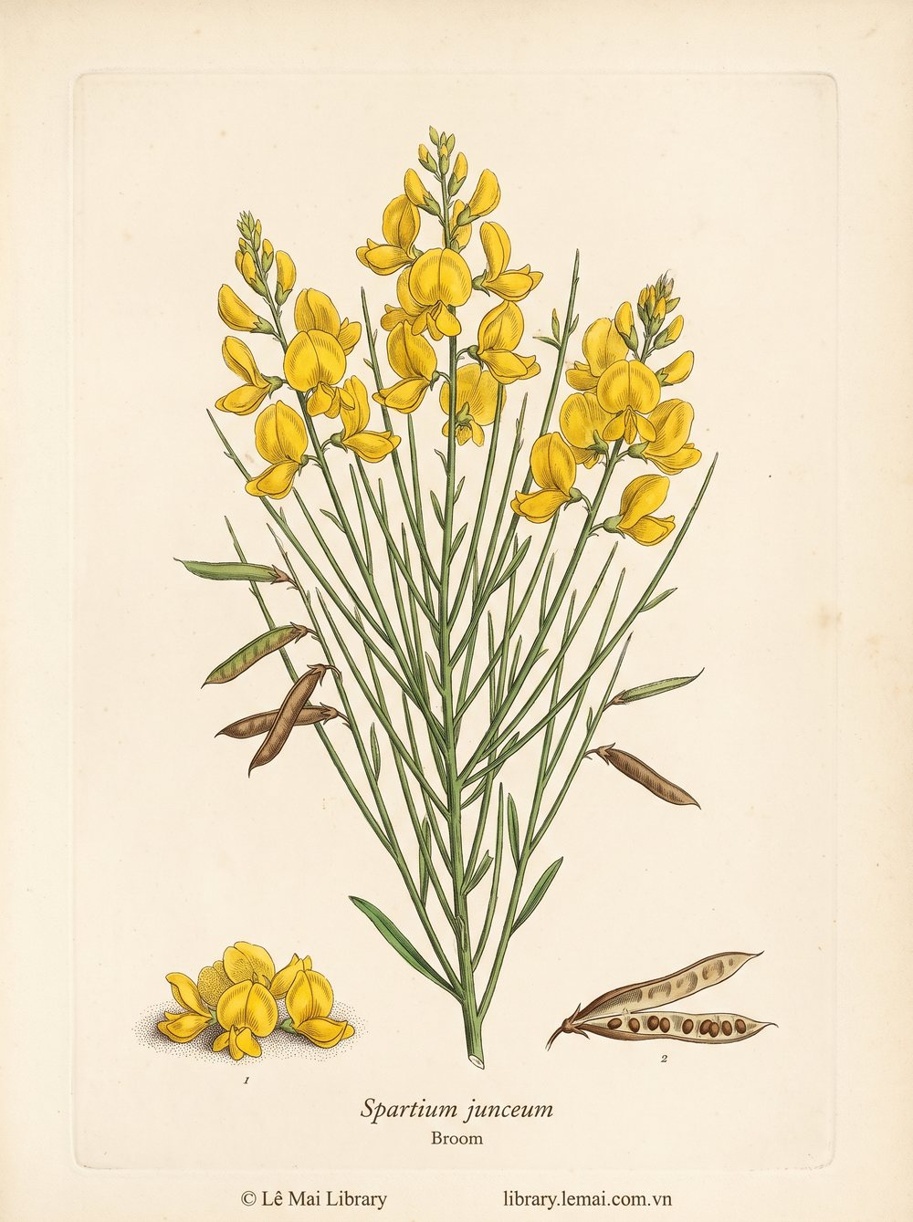 Botanical illustration of Spartium junceum; flowers used to extract Broom essential oil