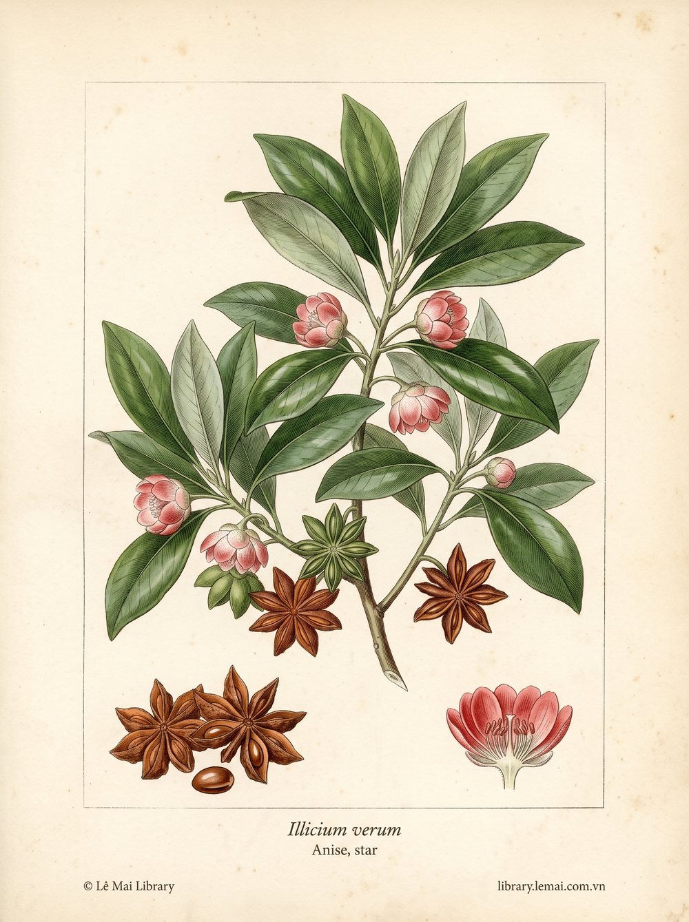 Botanical illustration of Illicium verum, whose fruit yields Anise, star essential oil