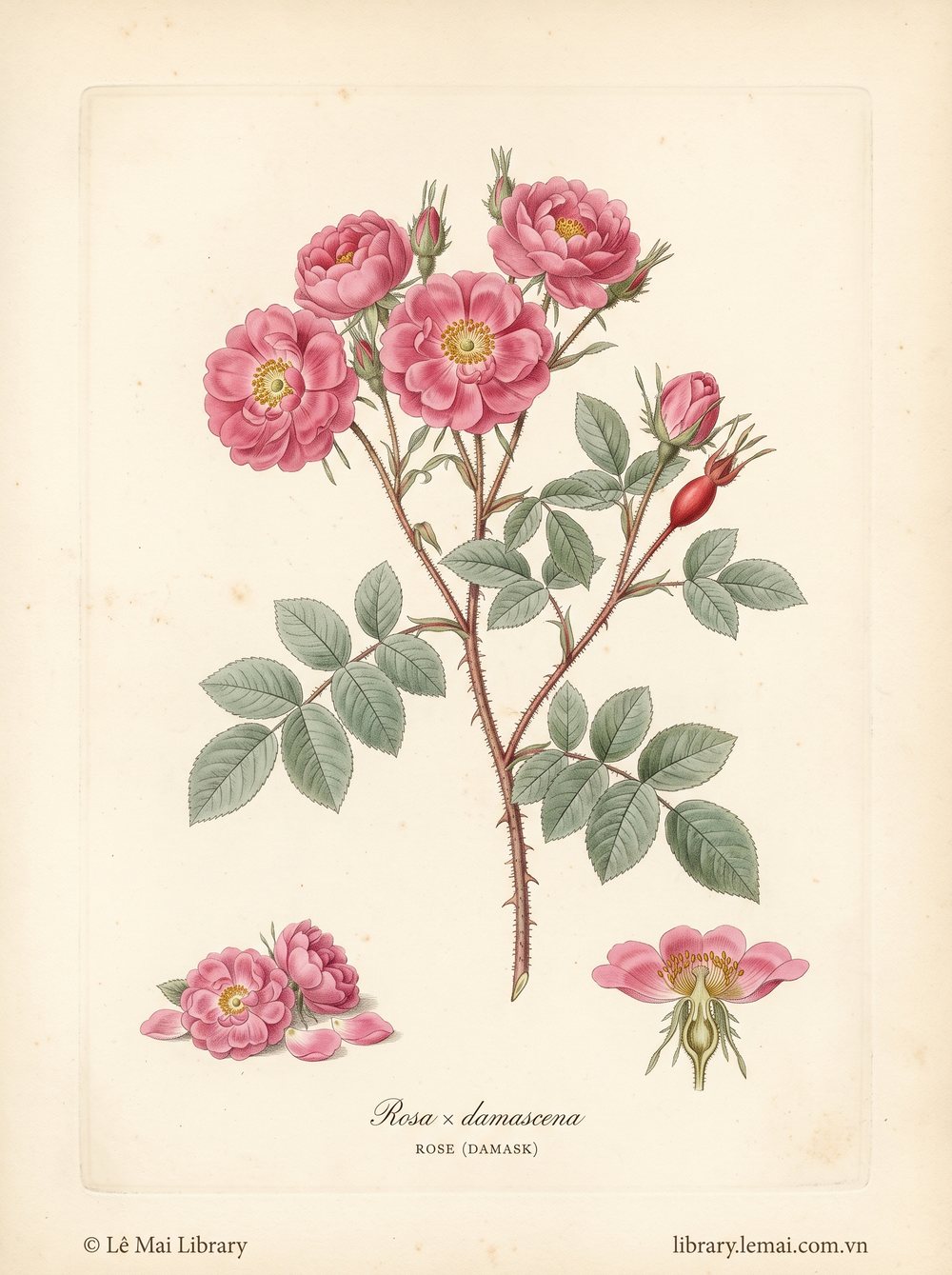 Tranh minh hoạ cây Hoa hồng Damask (Rosa × damascena), hoa dùng chiết xuất tinh dầu Rose (Damask)