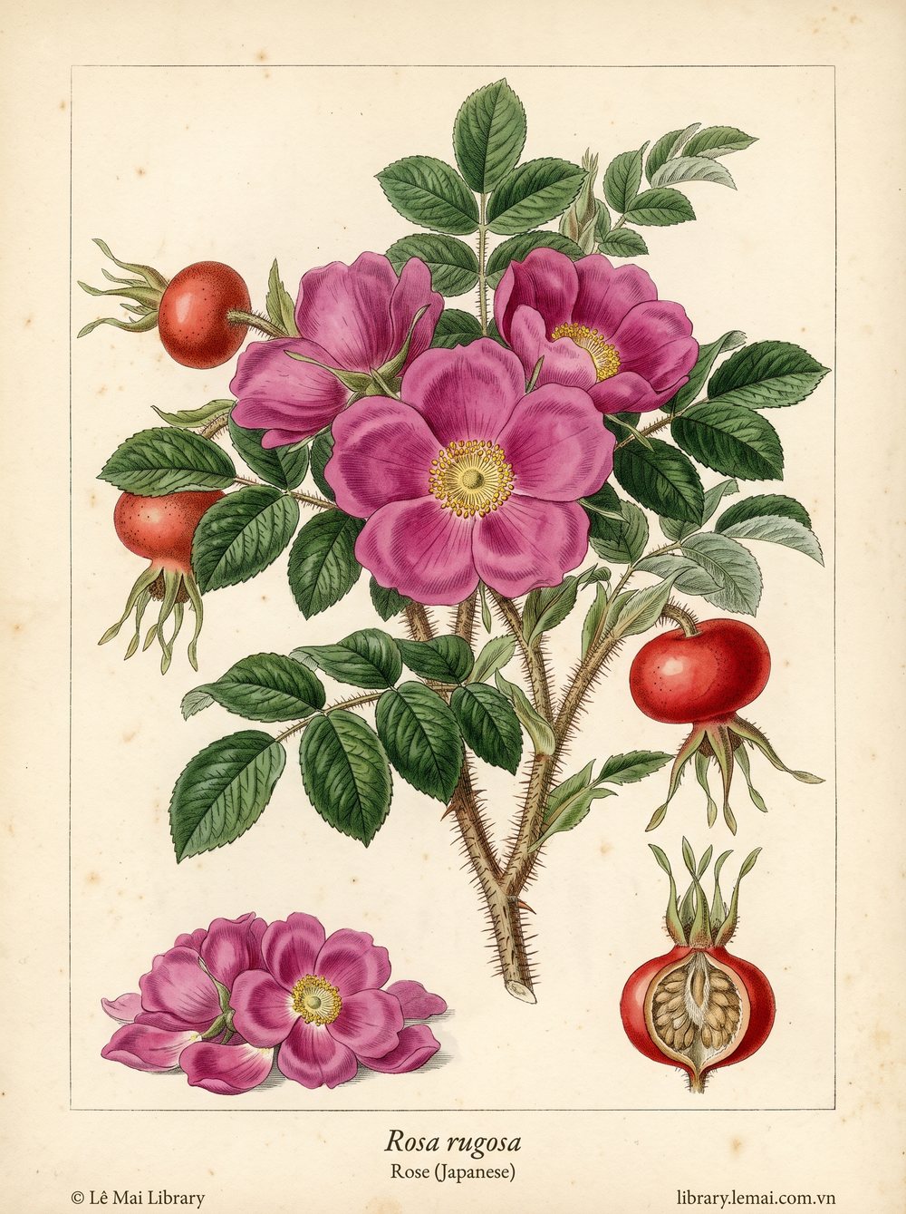 Tranh minh hoạ cây Hoa hồng Nhật (Rosa rugosa), hoa dùng chiết xuất tinh dầu Rose (Japanese)
