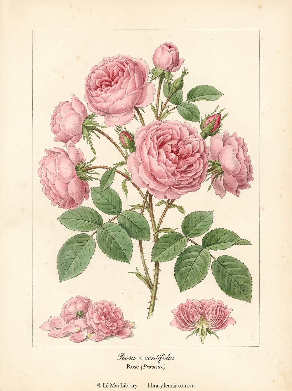 Tranh minh hoạ cây Hoa hồng Provence (Rosa × centifolia), hoa dùng chiết xuất tinh dầu Rose (Provence)