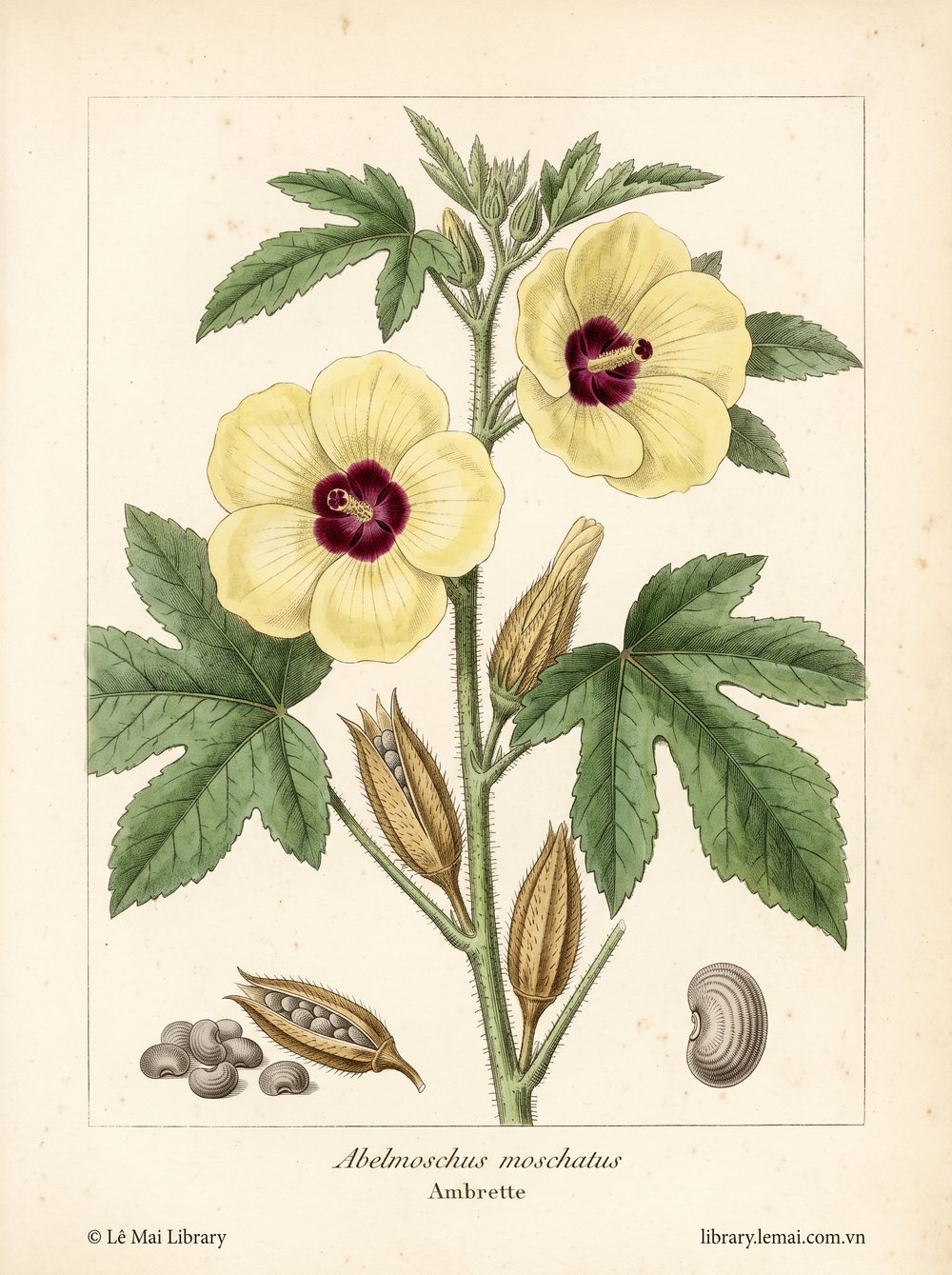 Botanical illustration of Abelmoschus moschatus, whose seeds yield Ambrette essential oil